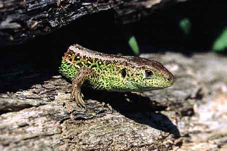 Lacerta agilis