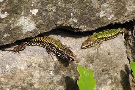 Podarcis muralis nigriventris