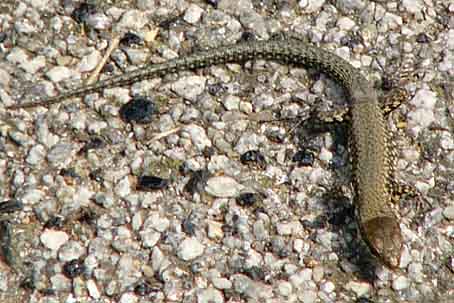 Podarcis muralis nigriventris