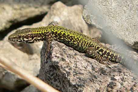 Podarcis muralis nigriventris