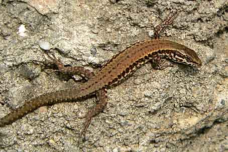 Podarcis muralis nigriventris