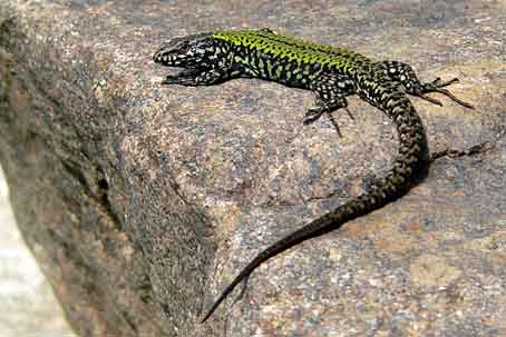 Podarcis muralis nigriventris