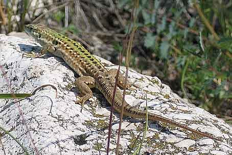 Podarcis sicula campestris