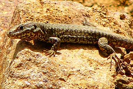 Podarcis muralis