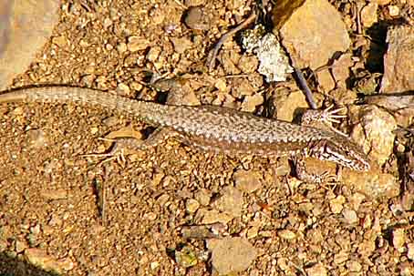 Podarcis muralis