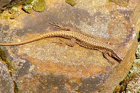 Podarcis muralis