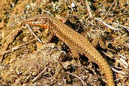 Podarcis muralis