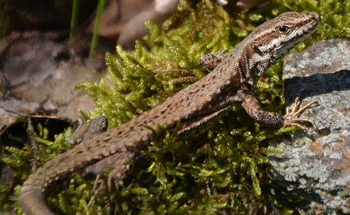 Podarcis muralis