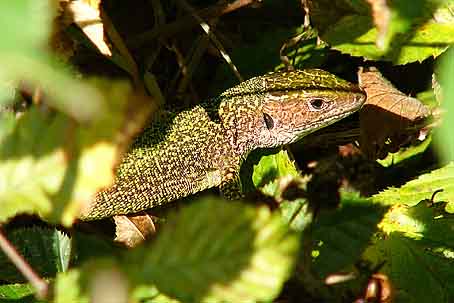 Lacerta viridis